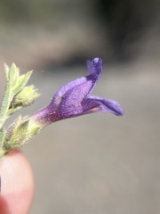 Penstemon linarioides sileri