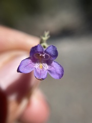 Penstemon linarioides sileri
