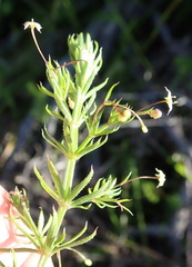 Galium mucroniferum
