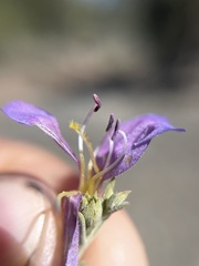 Penstemon linarioides sileri