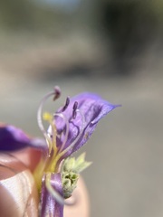 Penstemon linarioides sileri