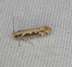 Ornativalva erubescens