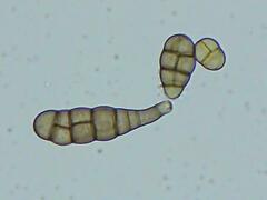 Alternaria solani
