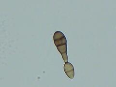 Alternaria solani