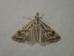 Catoptria oregonicus