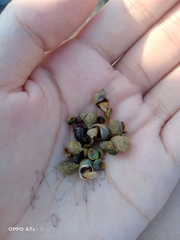 Echinolittorina radiata