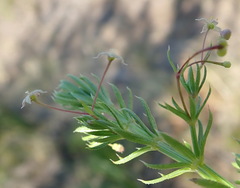 Galium mucroniferum