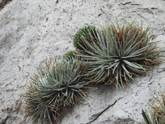 Hechtia mapimiana
