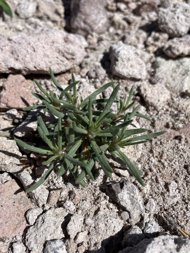 Deer Lodge Buckwheat from Lincoln, Nevada, United States on June 24