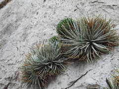Hechtia mapimiana