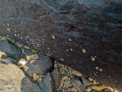 Echinolittorina radiata