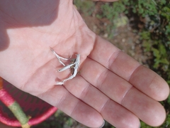 Thamnolia vermicularis