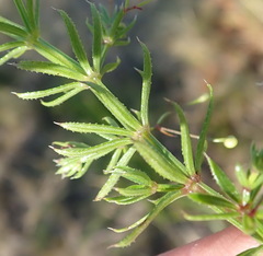 Galium mucroniferum