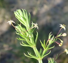 Galium mucroniferum