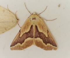 Sabulodes edwardsata