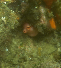 Cnemidocarpa finmarkiensis