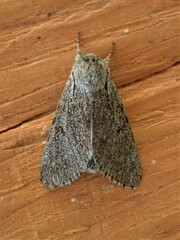 Acronicta cyanescens