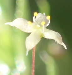 Galium mucroniferum