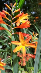 Crocosmia aurea