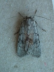 Setagrotis pallidicollis