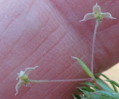 Galium mucroniferum