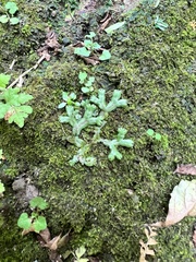 Marchantia emarginata