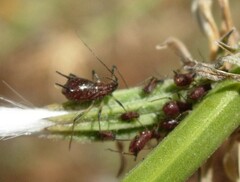 Uroleucon chondrillae