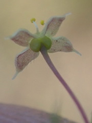 Galium mucroniferum