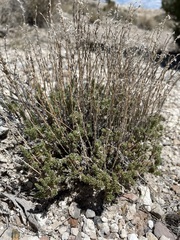 Artemisia pygmaea
