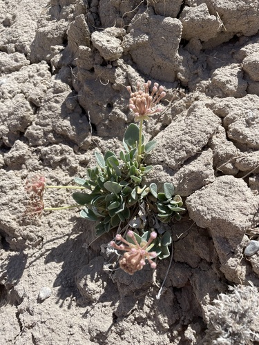Image of Abronia nana by (c) Matt Berger, some rights reserved (CC BY)
