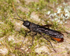 Urocerus cressoni