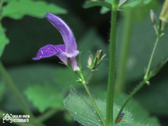 Brillantaisia owariensis