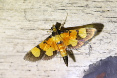 Aethaloessa