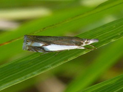 Crambus agitatellus