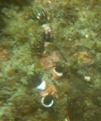 Dodecaceria fewkesi