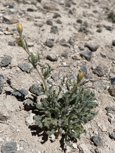 Image of Mentzelia argillicola by (c) Matt Berger, some rights reserved (CC BY)