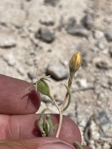 Image of Mentzelia argillicola by (c) Matt Berger, some rights reserved (CC BY)