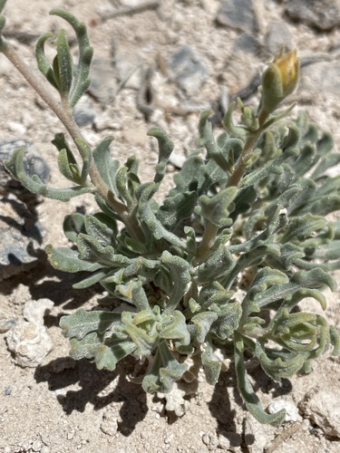 Image of Mentzelia argillicola by (c) Matt Berger, some rights reserved (CC BY)