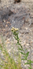 Baccharis plummerae