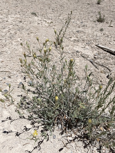 Pioche Stickleaf (Mentzelia argillicola)