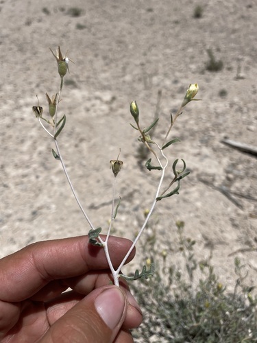Image of Mentzelia argillicola by (c) Matt Berger, some rights reserved (CC BY)
