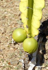 Dendrocereus nudiflorus