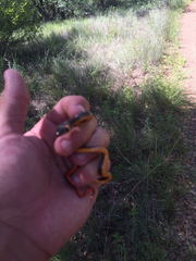 Diadophis punctatus regalis