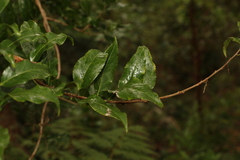 Celastrus subspicatus