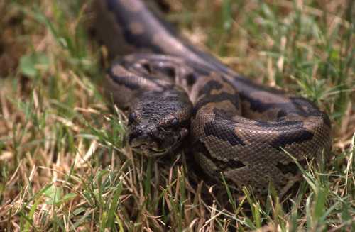 Python natalensis