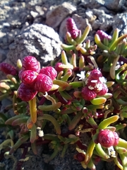 Halophytum ameghinoi