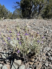 Penstemon linarioides sileri