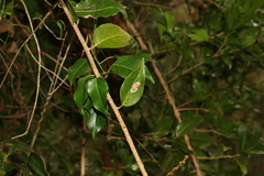 Celastrus subspicatus