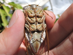 Megatibicen dealbatus