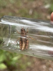 Melanoplus altitudinum